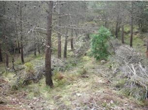Restos de biomasa forestal alineados tras tratamientos selvícolas. Fuente: elaboración propia (AIDIMA)