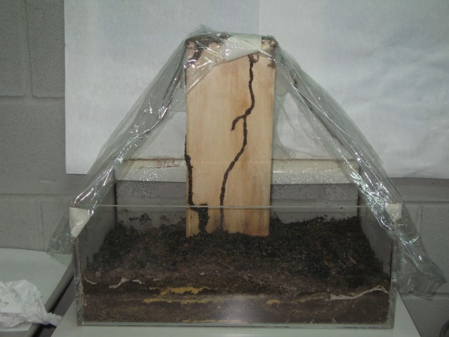 Imagen 1. Investigación de bioindicadores relacionados con colonias de termitas.
