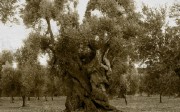 El olivo, árbol de muy apreciada madera para el sector