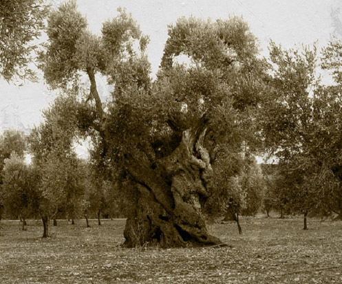 El olivo, árbol de muy apreciada madera para el sector