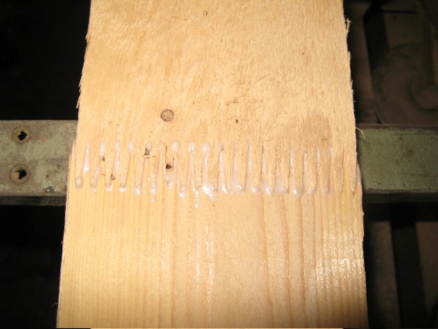 Union de dos piezas de madera mediante bioadhesivo