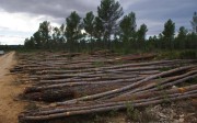madera-pino-desarrollo-nuevos-productos-woodtech-aidima