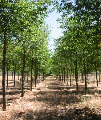 Plantación de una variedad de cerezo (Prunus avium) para madera