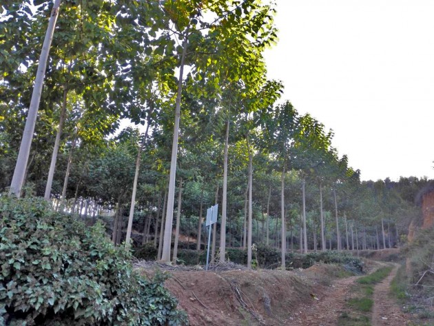 Plantación de paulownia en Navarrés estudiada para el proyecto. Tiene una extensión aproximada de 4-5 hectáreas, y los árboles tienen una edad media de 6-7 años.