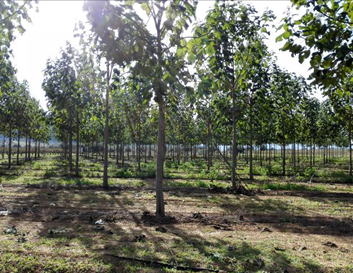 Plantación de paulownia estudiada en el proyecto (Turís).