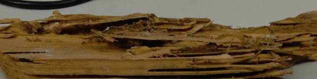 Fotografía 4. Madera degradada por termitas.