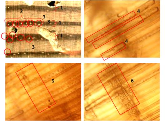 Imagen 1. Fotografías tomadas de los planos transversal, radial y tangencial de una muestra de pino silvestre.